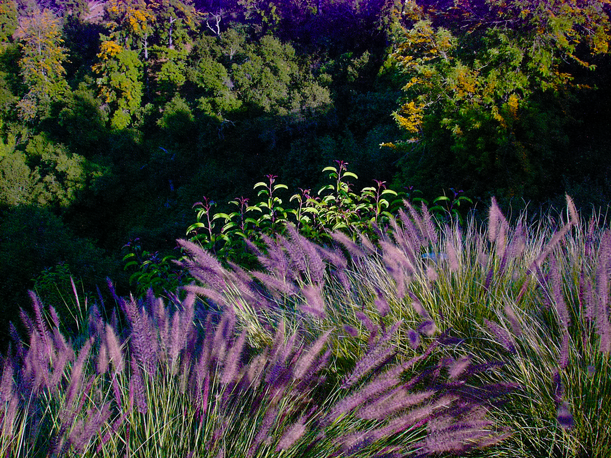 Purple grass and plants glowing beside a city sidewalk, sun breaking across the building edge